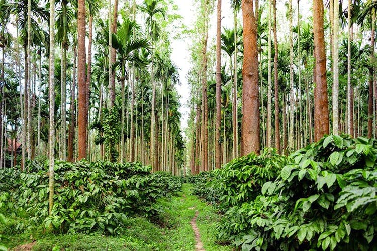 Coorg Coffee Estate Cycling Tour